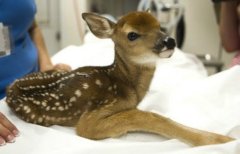 Fawn killed in July 2013 by Wisconsin DNR agents in raid of Wisconsin animal shelter
